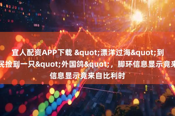 宜人配资APP下载 "漂洋过海"到贵阳？市民捡到一只"外国鸽"，脚环信息显示竟来自比利时
