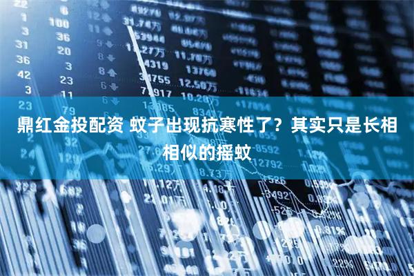 鼎红金投配资 蚊子出现抗寒性了？其实只是长相相似的摇蚊
